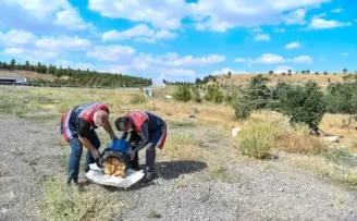 Restoranlardaki artık yiyecekler sokak hayvanlarına gidecek
