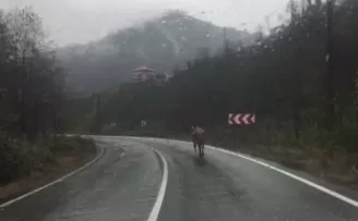 Rize’de ahırdan kaçan inek sahibine zor anlar yaşattı
