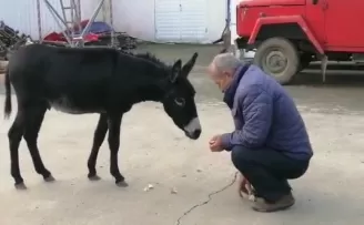 Rize’de başı boş sıpa yakıt istasyonuna sığındı