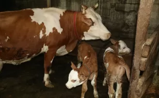 Rize’de ikiz doğuran inek sahibini sevindirdi
