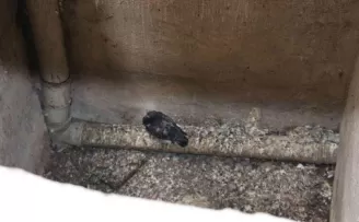 Rize’de itfaiyeden güvercin kurtarma operasyonu
