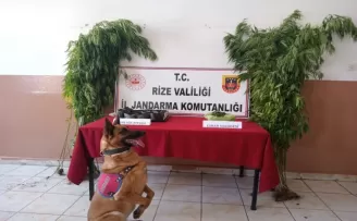 Rize’de jandarmadan uyuşturucu operasyonu
