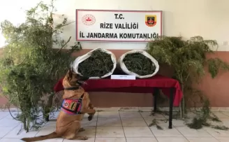 Rize’de jandarmadan uyuşturucu operasyonu
