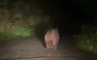 Köyü susuz bırakan ayı muhtara yakalandı!