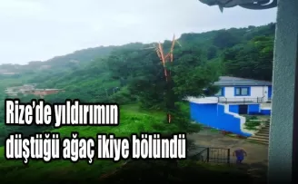 Rize’de yıldırımın düştüğü ağaç ikiye bölündü
