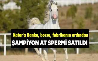 Katar'a banka, borsa, fabrikanın ardından at spermi de sattık