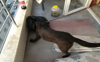 Sahte parayla uyuşturucu ticareti yapan çeteye şafak operasyonu

