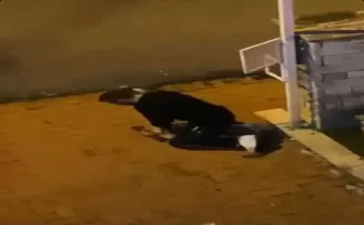 Sarıyer’de köpeği boğmaya çalışan şüpheli tutuklandı
