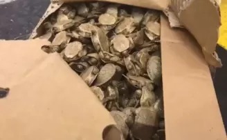 Sarp'ta 5 bin su kaplumbağası ele geçirildi