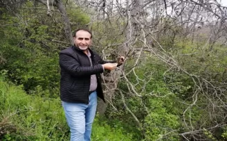 Şebin cevizini don vurdu
