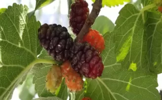 Şebinkarahisar Karadutu coğrafi işaret tescili aldı
