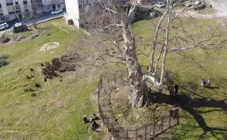 Şehrin ortasında 550 yıllık ağaç adeta zamana meydan okuyor
