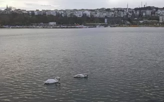 Şile Limanı’nda nadir görüntü... İki kuğu ilgi odağı oldu