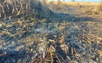 Silivri’de buğday tarlası alev alev yandı
