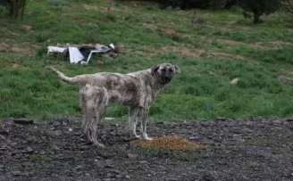 Sokağa çıkma kısıtlamasında hayvanlar unutulmadı
