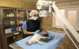 Sokak kedisi özel ameliyathanede fıtık ameliyatı oldu
