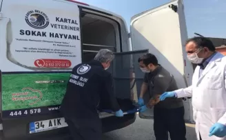 Sokak köpeğini ve nesli tükenmekte olan kuşu, belediye ekipleri kurtardı

