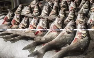 Su ürünlerinde 24 ihracat şampiyonunun 13’ü Egeli