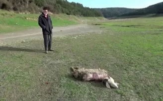 Sultangazi’de köpeklerin saldırısına uğrayan keçi telef oldu
