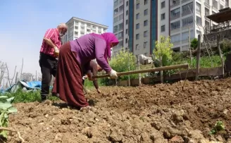Tarlaları blokların arasında kaldı! Ama vazgeçmediler...