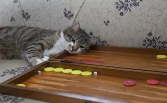 Tavlacı kedi sosyal medya fenomeni oldu
