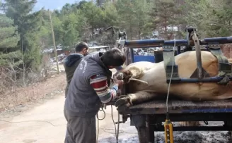 Tonluk boğalarla bebek gibi ilgileniyorlar
