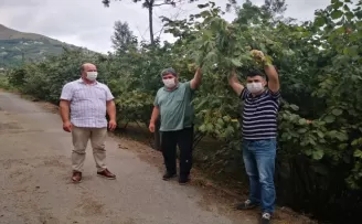 Trabzon’da fındık hasat tarihleri belli oldu