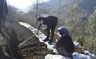 Trabzon’da ilk kez dikimi yapıldı
