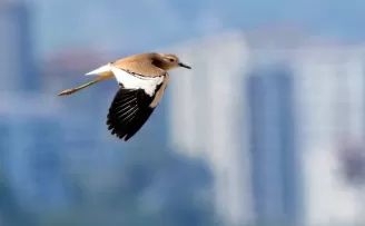 Trabzon’da ilk kez fotoğraflandı
