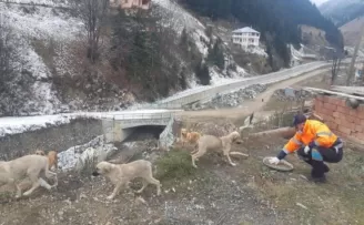 Trabzon’da sahipsiz canlar unutulmuyor
