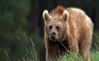 Turist Ayı Uzungöl’de gezintiye çıktı