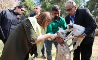 Türkiye’de doğan ilk bebek zürafa ziyaretçilerle buluştu