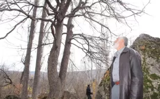 Türkiye’nin en büyük fındık ağacı Giresun’da