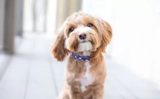 Türkiye’nin yüzde 6’sı köpek sahibi
