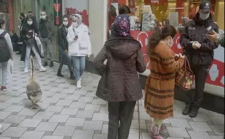 Trabzon'da gezmeye çıkan Kaz HES uygulamasına takıldı!