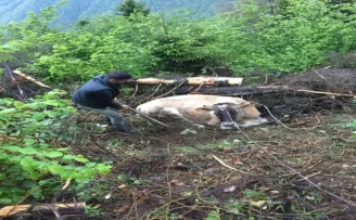 Uçuruma düşen ineği kurtarmak için seferber oldular