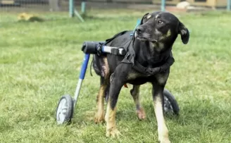 Umut isimli köpek özel tasarlanan ortopedik yürüteçle hayata tutunuyor
