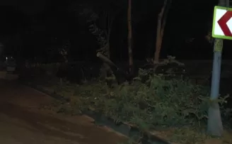 Üsküdar’da ağaç yola devrildi
