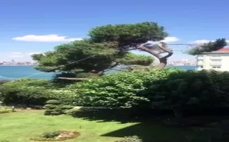 Üsküdar’da asırlık çam ağacını kestiler
