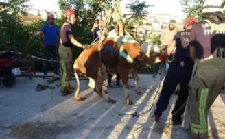 Üsküdar’da boğa kurtarma operasyonu
