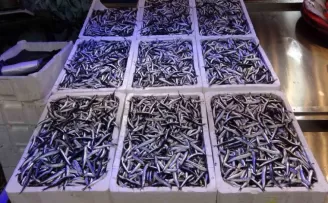 Uzmanlardan “1 yıl hamsi avlanmasın“ önerisi

