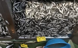 Vatandaşlar hamsi yerine Karadeniz Somonu’na yöneldi
