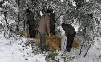 Yaban hayvanlarının beslenme yolculuğu havadan görüntülendi
