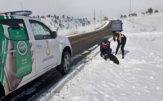 Yaralı köpeğin yardımına jandarma ekipleri yetişti
