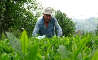 Yaş çay sezonu açıldı