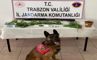 Yaşlı adam evini kenevir bahçesine çevirdi!