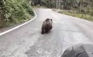 Yavru ayı karayolunda araçlara aldırış etmeden yürüdü