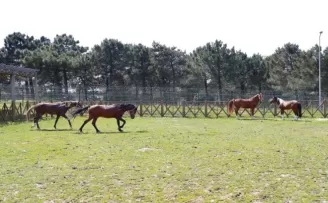 Yavru taya ismini ilçe halkı sosyal medya üzerinden koydu
