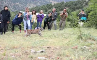 Yavru vaşak artık özgür
