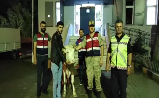 Yaylada çalınan sığır, köyde yakalandı